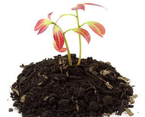 plants de cannelle, fond blanc