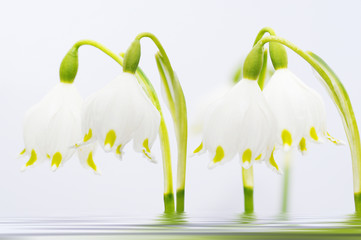 Gruppe M&auml;rzenbecher im Wasser