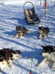 Crédence de cuisine en verre imprimé Arctique chiens huskies