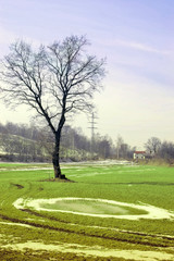 Einzelner Baum auf einer grünen Frühlingswiese.