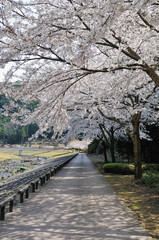 桜の並木道