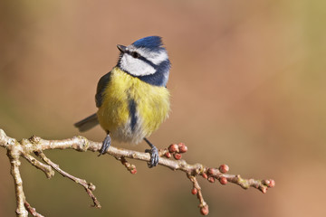 Fototapeta premium Blue tit, Parus caeruleus.