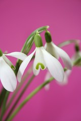 Obraz premium Ostern