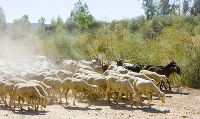 sheep herd, Badajoz Province, Extremadura, Spain