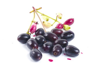 Jambolan