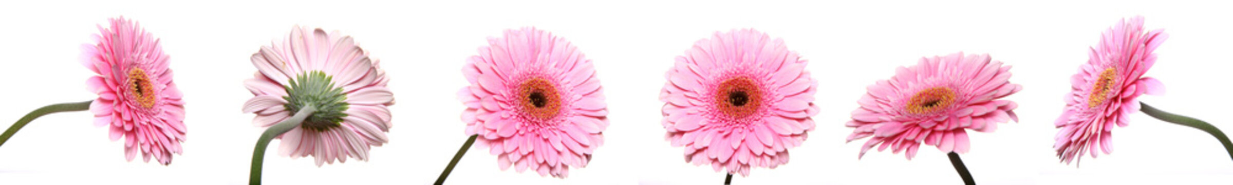Different shots of gerberas on white background