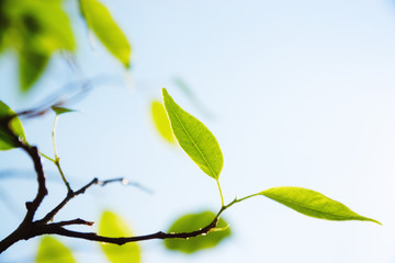 spring leaves