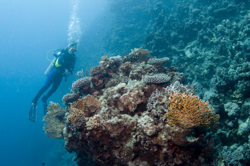 Fototapeta na wymiar Diver over coral reef