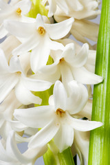 Obraz na płótnie Canvas hyacinth