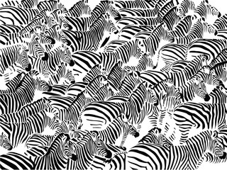 Herd of zebras vector