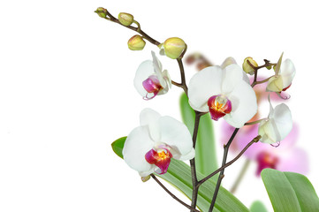 Fototapeta na wymiar Orchideen 62