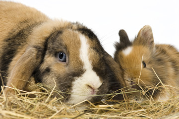 zwei Kaninchen im Heu