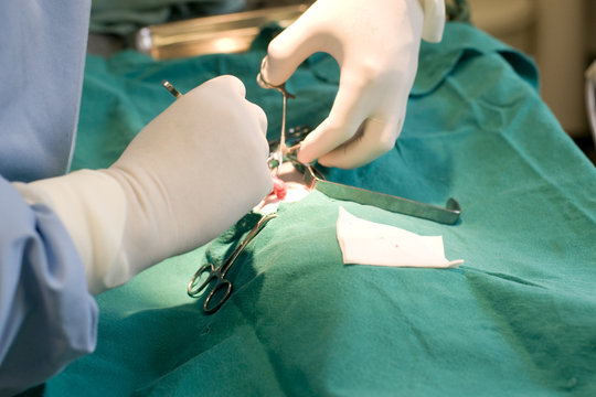 chirurgie v&eacute;t&eacute;rinaire