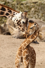 Naklejka premium Mother giraffe cuddling with its baby