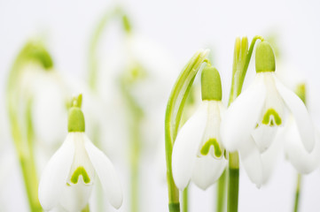Schneeglöckchen freigestellt