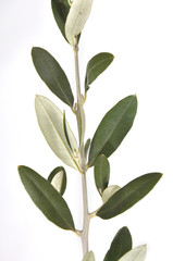 olivo ramo foglie pasqua pace oleacee olea europeaea
