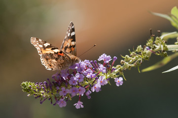 Butterfly on flowers