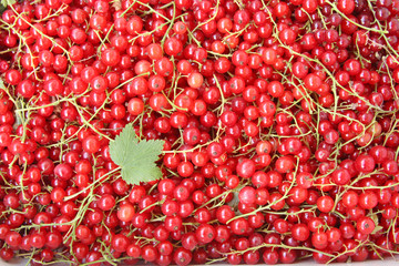 Red currants