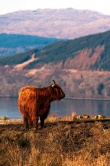 Highland COw.jpg