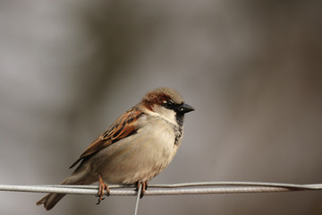 Haussperling (Passer domesticus)
