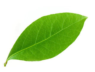 Fototapeta na wymiar Laurel leaf