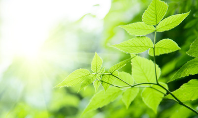 green leaves in deep forest
