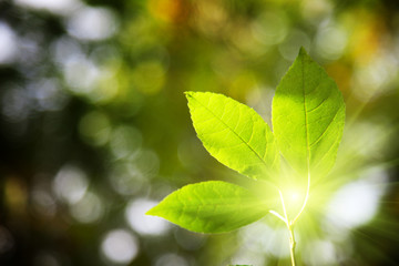 leaves in forest and sunset