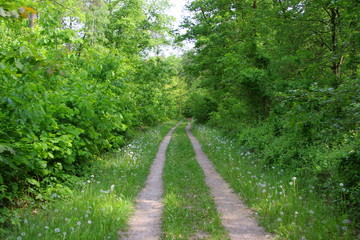 Waldweg