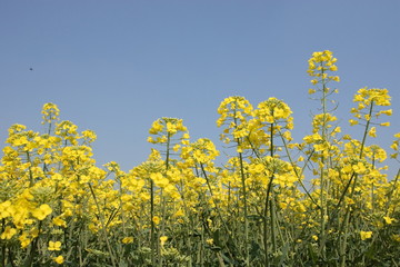 Fototapeta premium fiori gialli