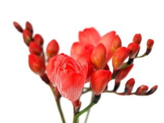 Red freesias