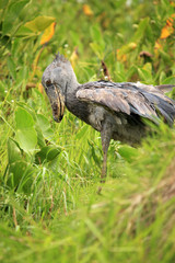 Shoebill in the Wild - Uganda, Africa