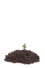 Black garden soil over white background with mint