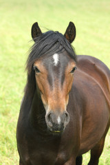 Obraz premium Brown horse