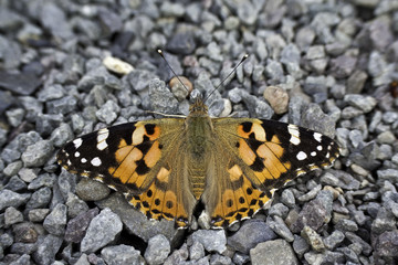 Painted Lady - Vanessa cardui