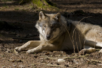 Wolf