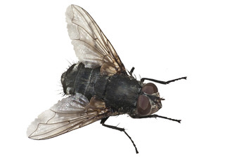 Fliege, freigestellt