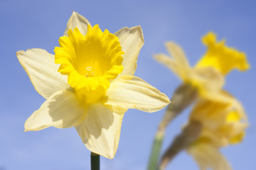 daffodil on blue sky