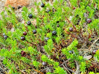 forest berries