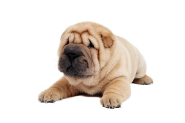 young sharpei puppy dog