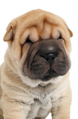 young sharpei puppy dog