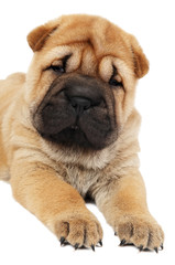 young sharpei puppy dog