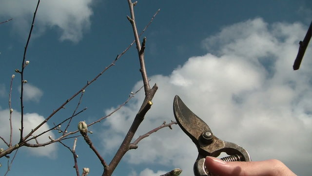 Branch Prune Trimming the fruit tree