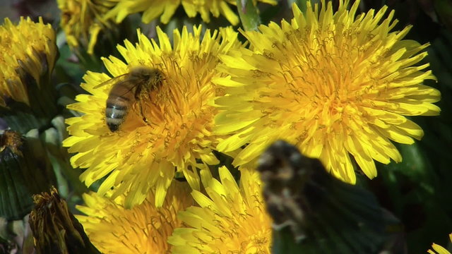 Close-up view of working bee on the yellow flower dandelion
