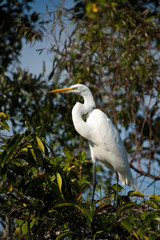 Great Egret