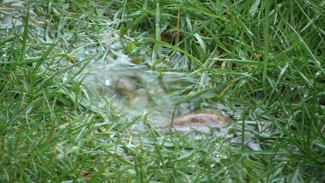 Water Dropping