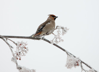 waxwing