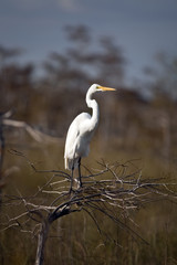 Great Egret