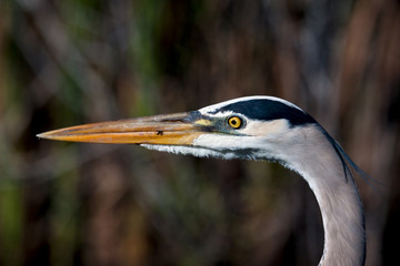 Great Blue Heron Close-up