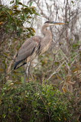 Great Blue Heron