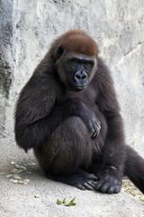 Thinking Gorilla
